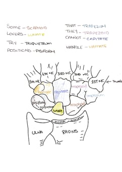 Upper Limb Musculoskeletal Notes